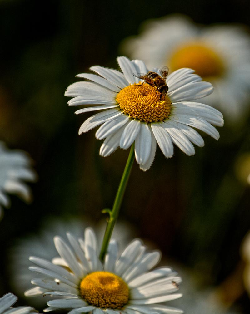 大滨菊 快懂百科