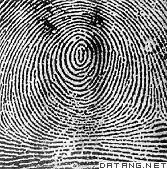 指纹学 指纹学 头条百科