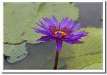 香水莲 快懂百科