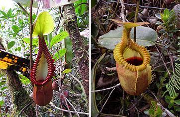 大叶猪笼草的上位笼(左),长毛猪笼草的上位笼(右)