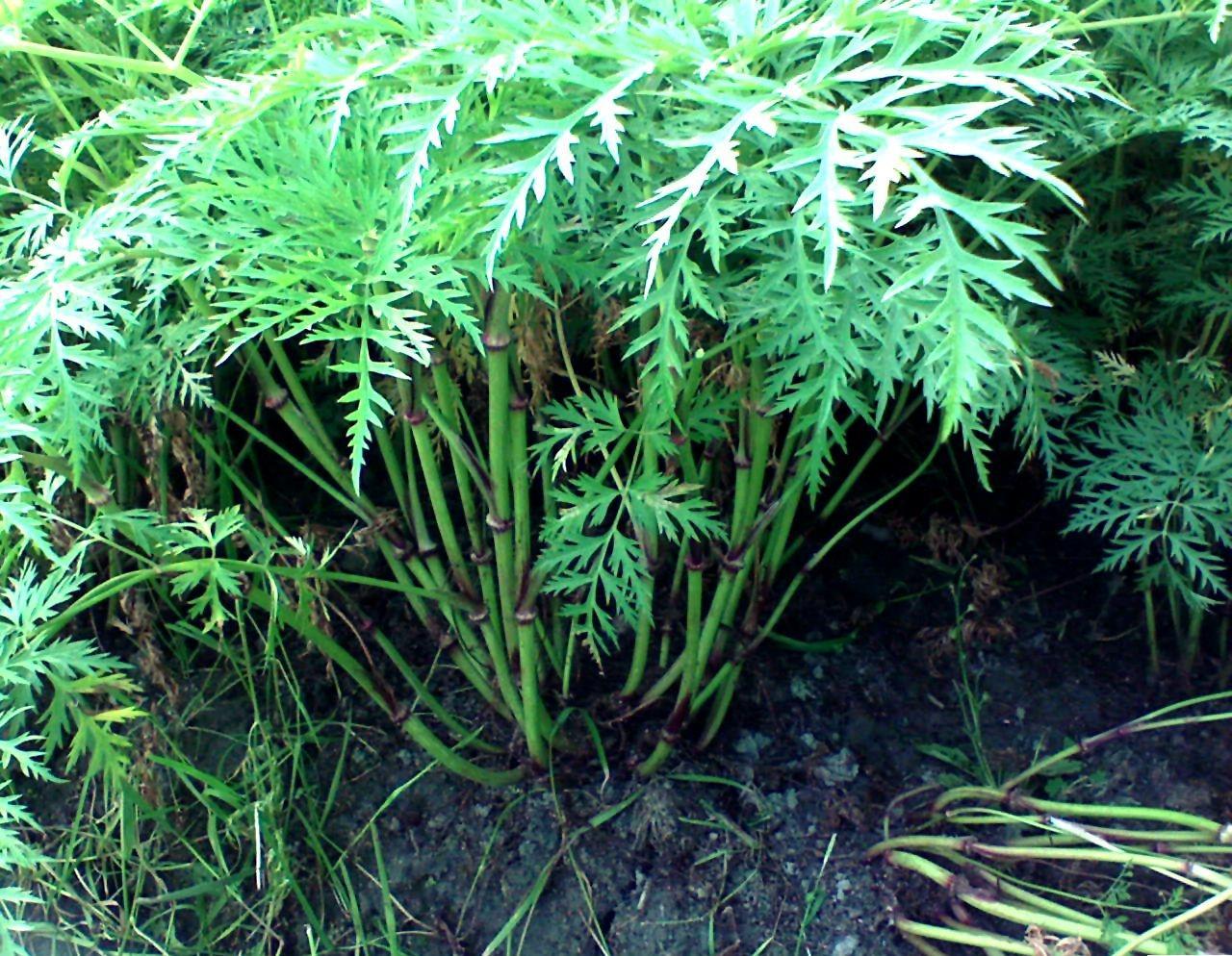 川芎-神农架植物-图片