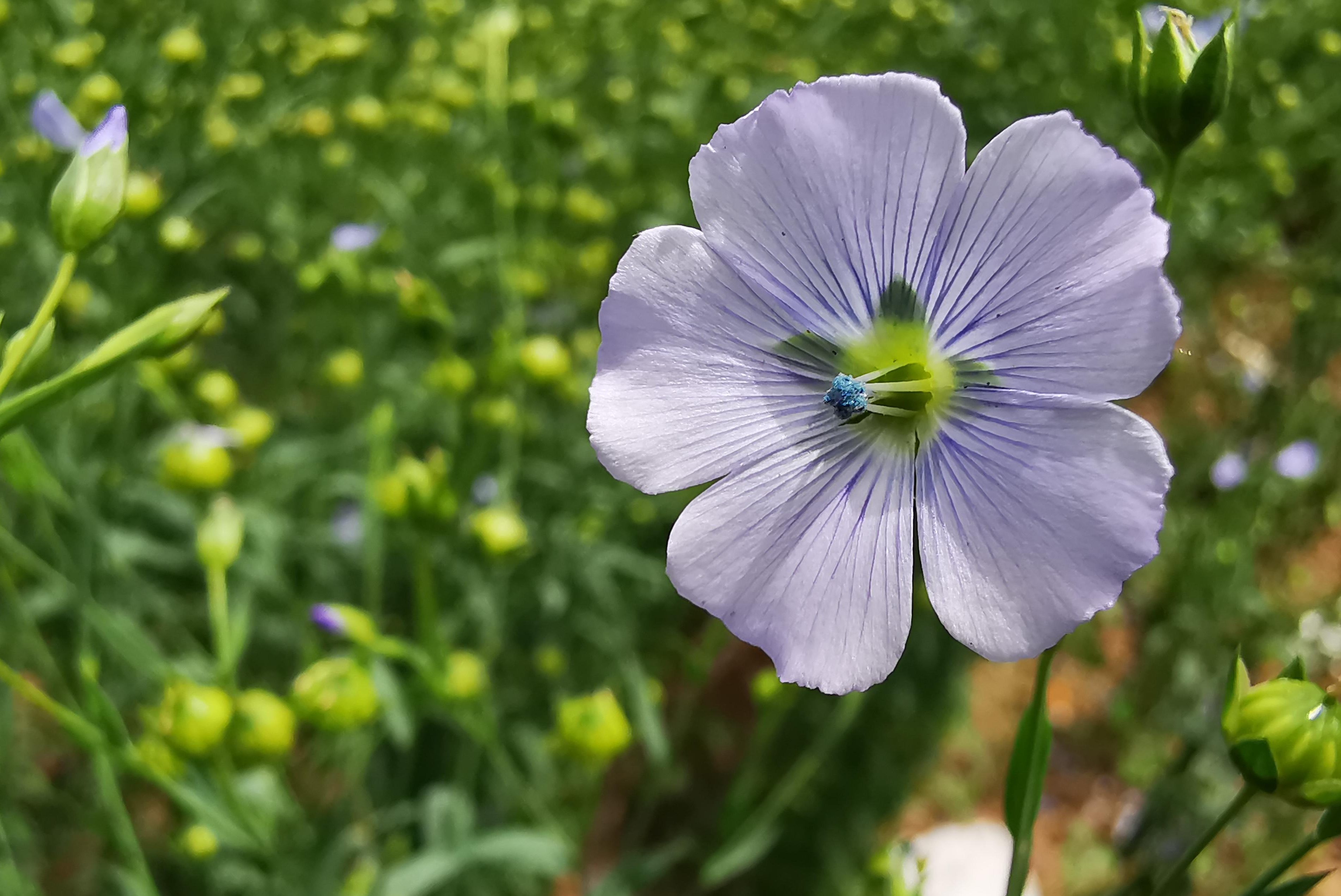 胡麻花 快懂百科