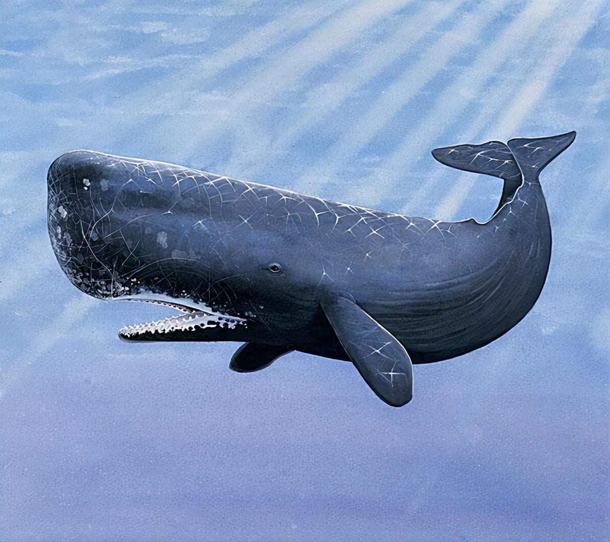 每日壁纸: 在多米尼加罗索海岸附近的抹香鲸 - 自习