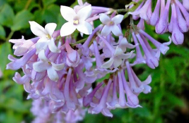 丁子香 快懂百科