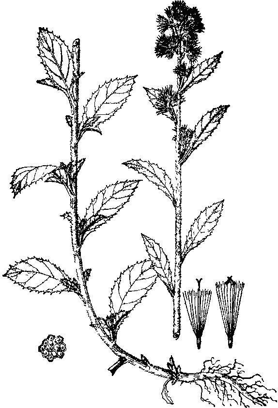 柔毛艾纳香 快懂百科