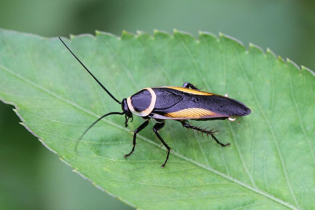 蜚蠊目动物蜚蠊