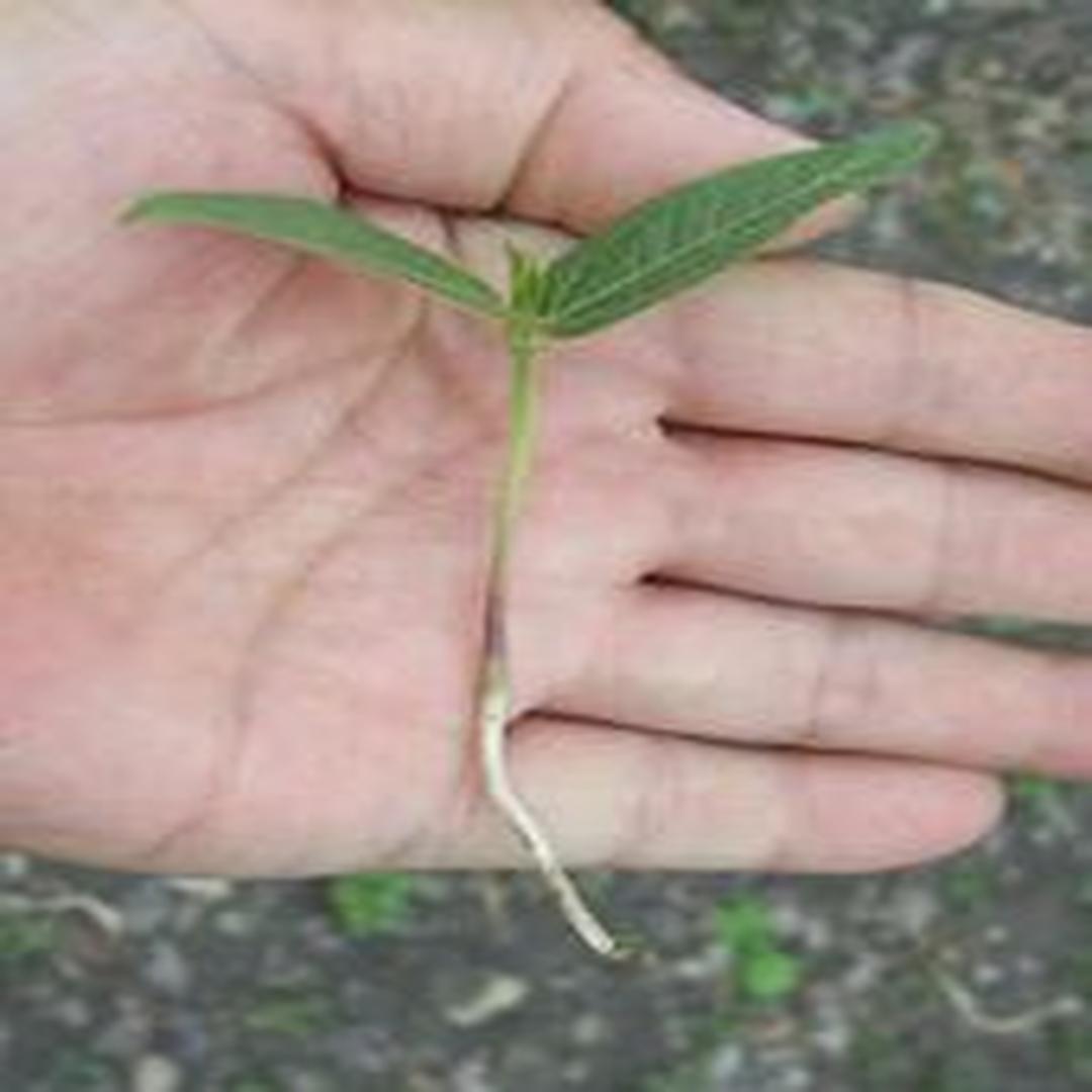 子叶子叶的数目因植物种类不同而异,裸子植物种子的