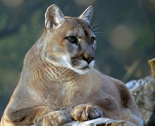 美洲狮 快懂百科