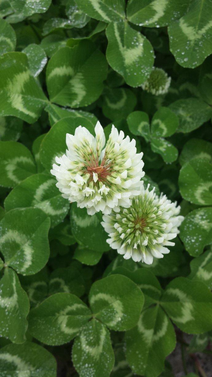 白车轴草 快懂百科