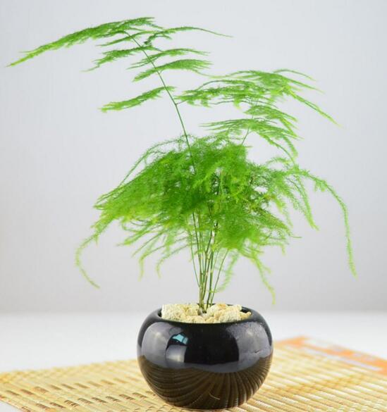 阴性植物 快懂百科