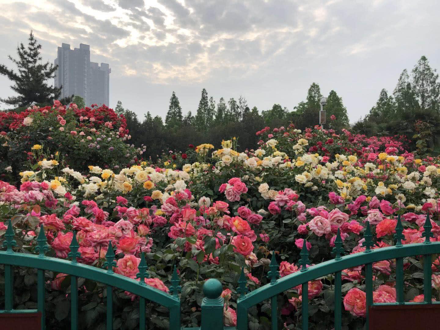 郑州市月季公园姹紫嫣红满园春-大河新闻