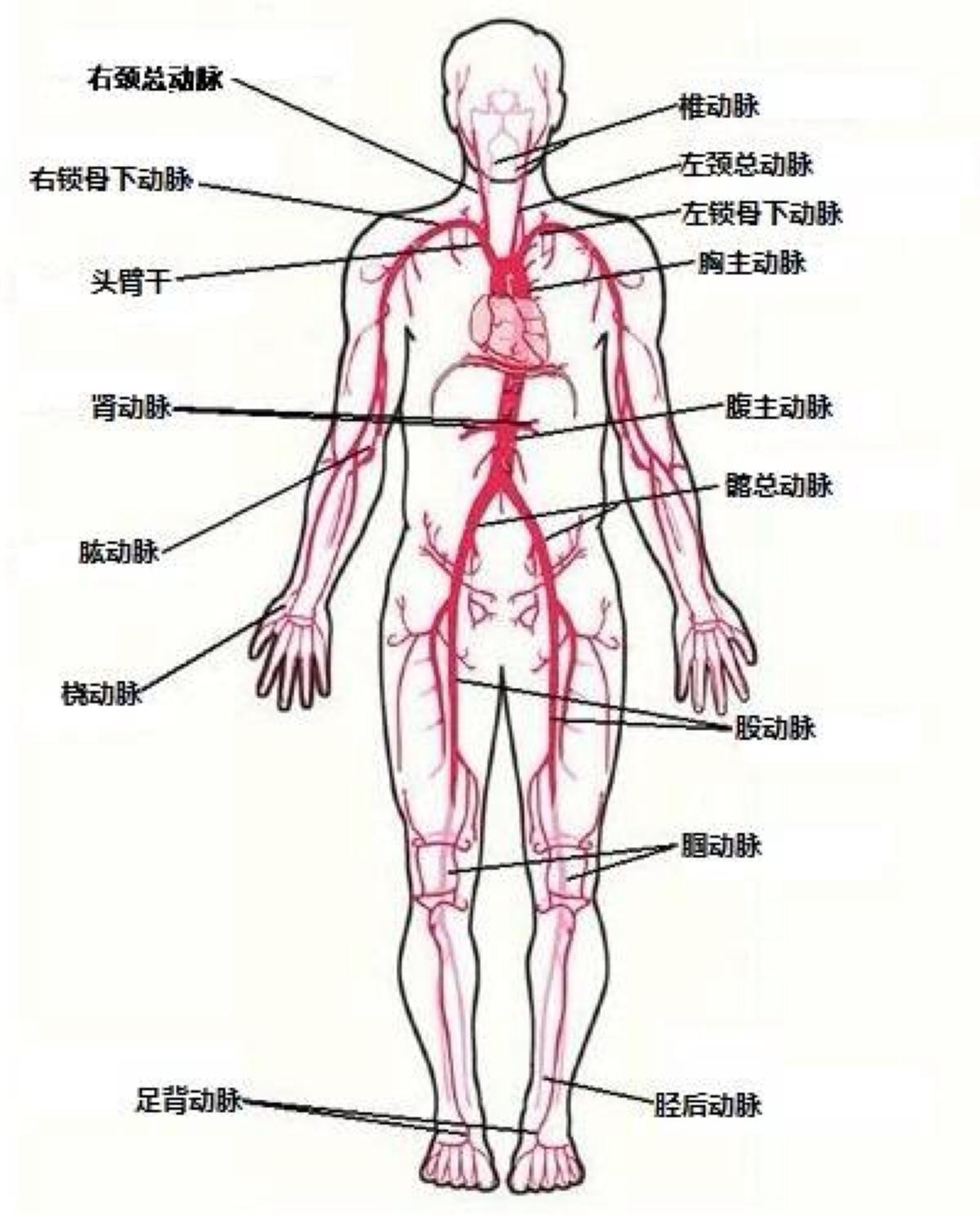 动脉 快懂百科