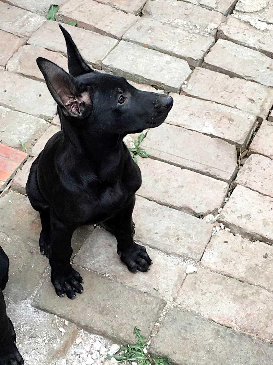 黑狼犬 快懂百科