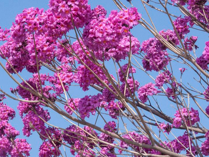 紫花风铃木 快懂百科