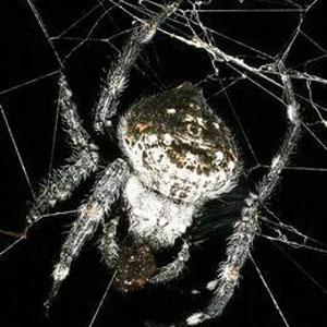 达尔文树皮蜘蛛 快懂百科