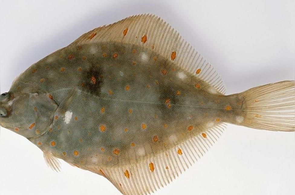 高眼鲽 硬骨鱼纲鲽亚目的鱼类 头条百科