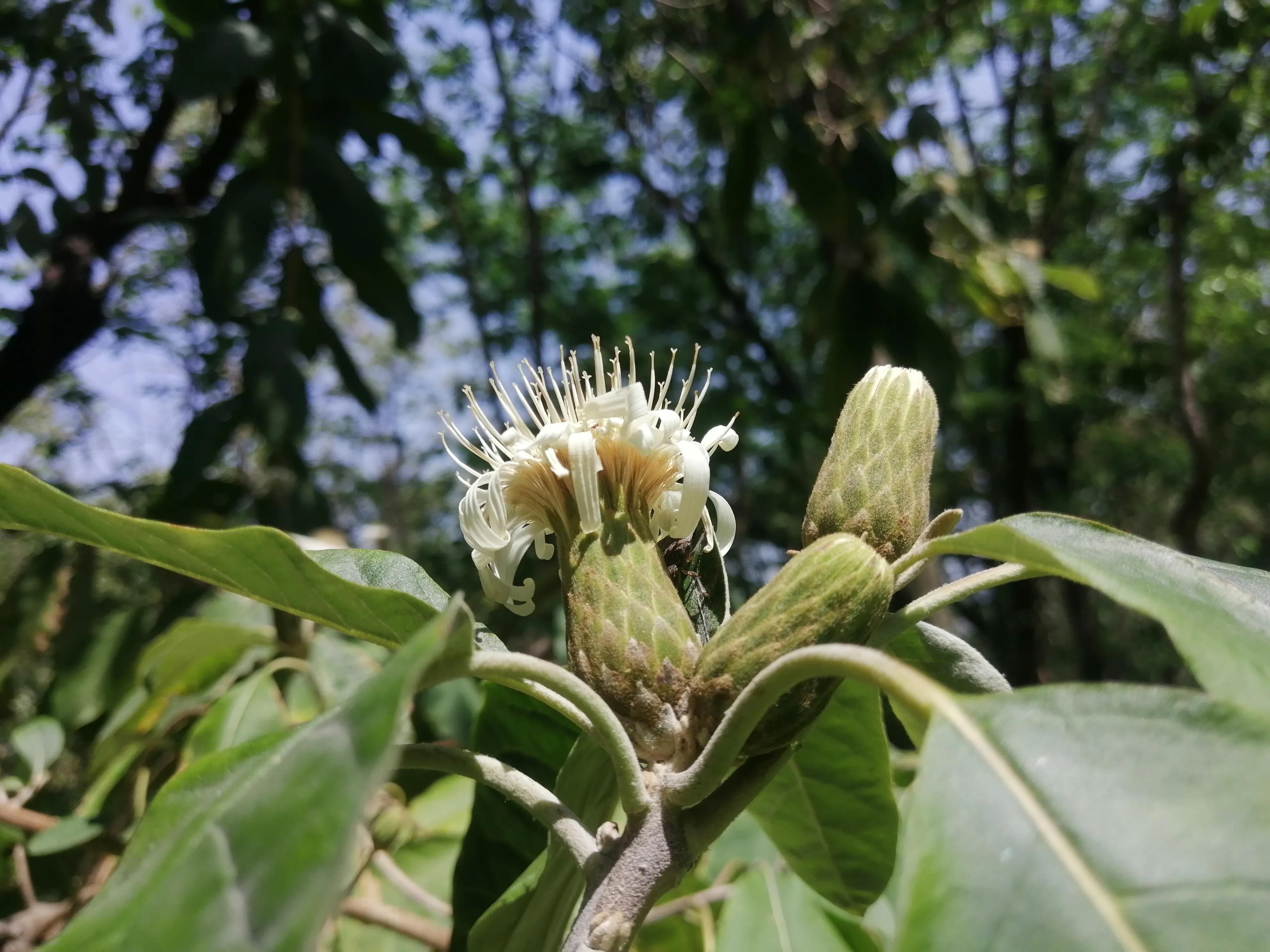 栌菊木 快懂百科