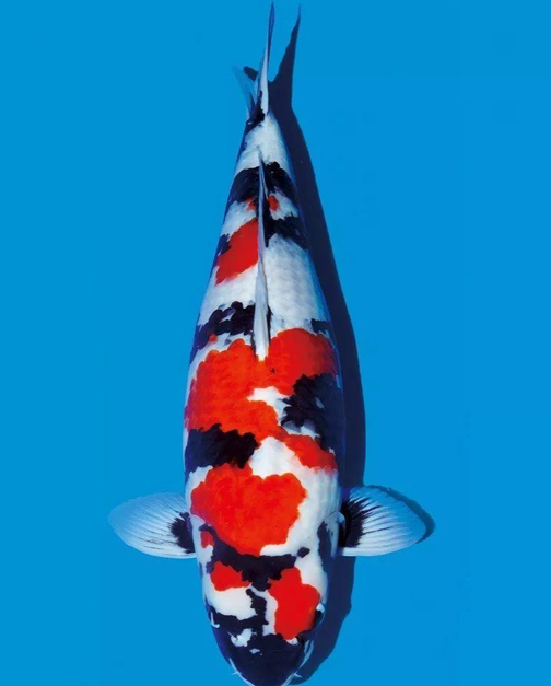 昭和三色锦鲤[黑底上有红白色花纹的鱼类] - 头条百科