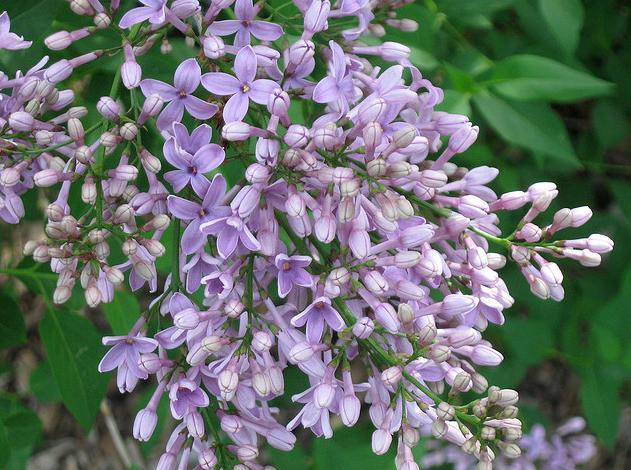 丁子香 快懂百科