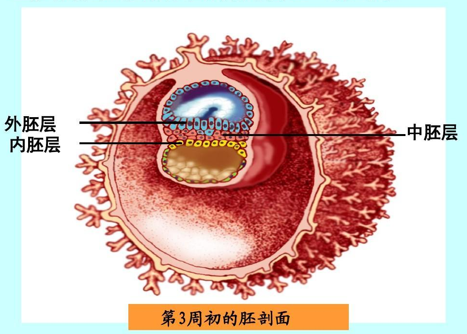 发育生物学 - 快懂百科