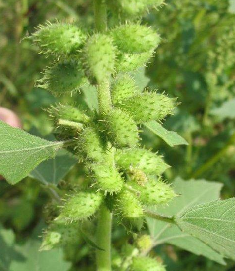 种子植物 快懂百科