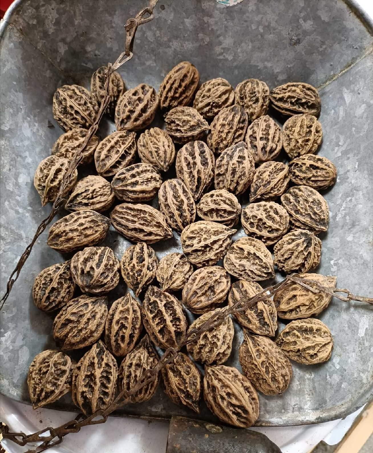 东北山核桃 快懂百科