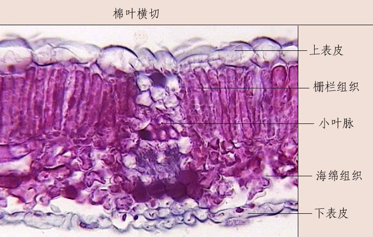 栅栏叶肉 快懂百科