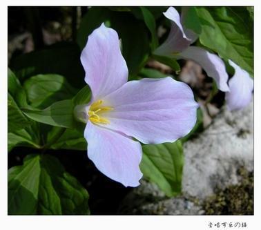 省花 省花 头条百科