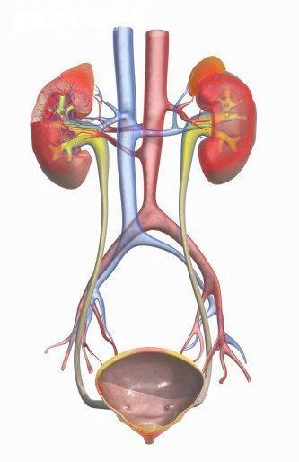 膜增殖性腎小球腎炎_基本簡介_臨床表現_流行病學 - 頭條百科