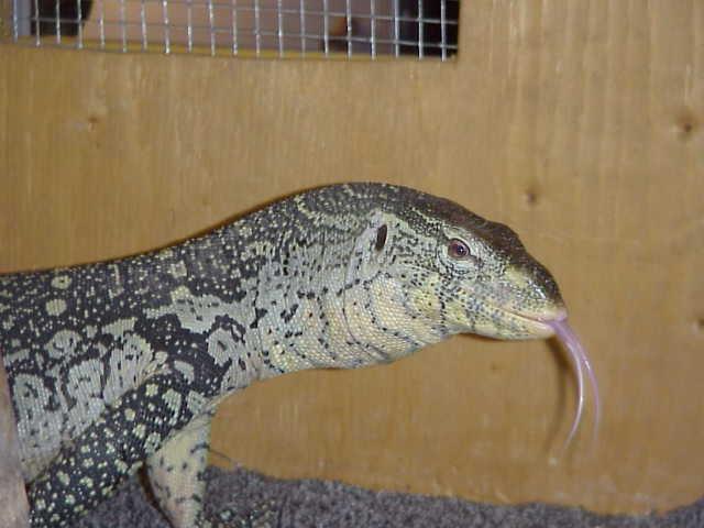 尼罗河巨蜥 快懂百科