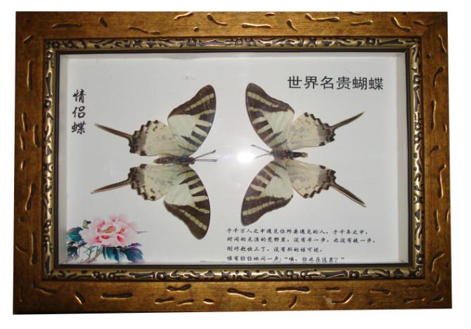 蝴蝶标本 快懂百科