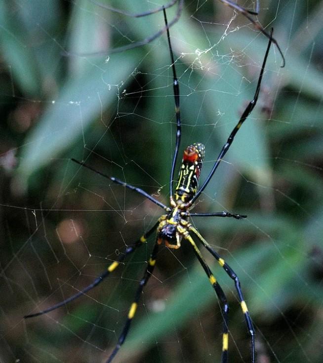鬼脸蜘蛛 快懂百科