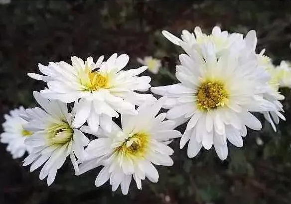 滁菊