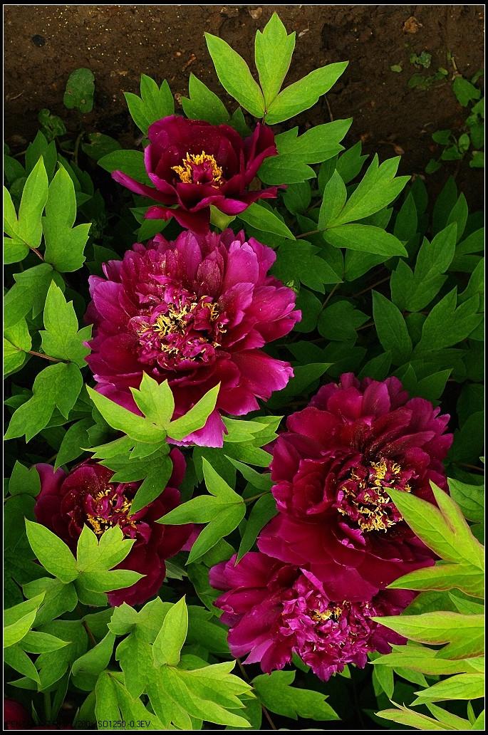 锈叶野牡丹 快懂百科