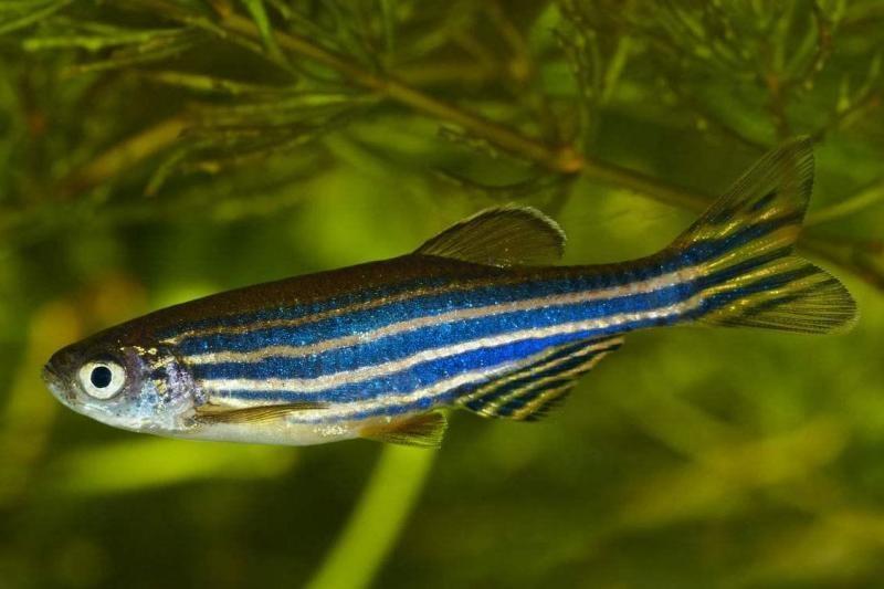 淡水观赏鱼的种类大全