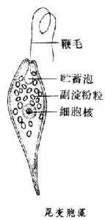 变胞藻属 快懂百科