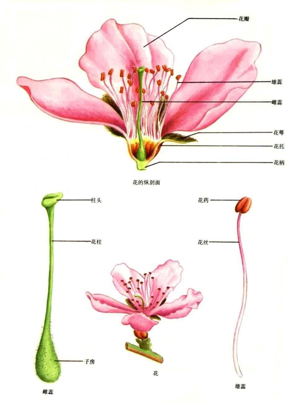 雄蕊 快懂百科