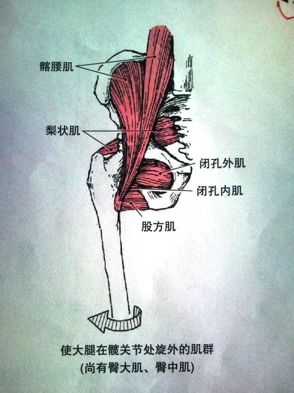 闭孔内肌试验 快懂百科