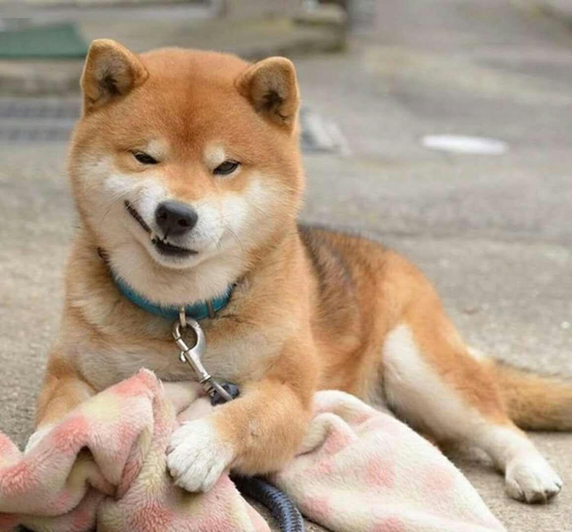 柴犬 快懂百科