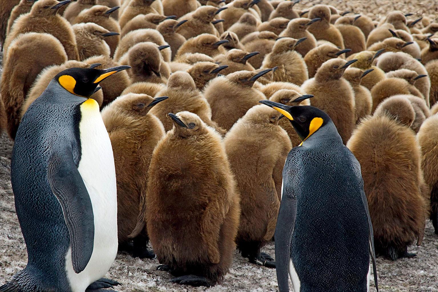 18种企鹅品种及图片,企鹅种类图片18种名字 - 伤感说说吧