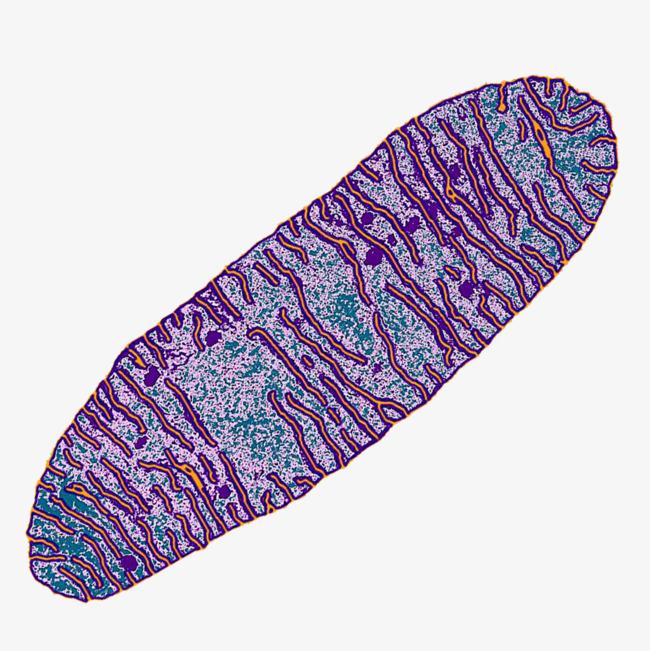 线粒体 - 快懂百科