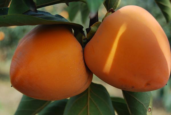 尖柿,七月早,绕天红和火晶柿