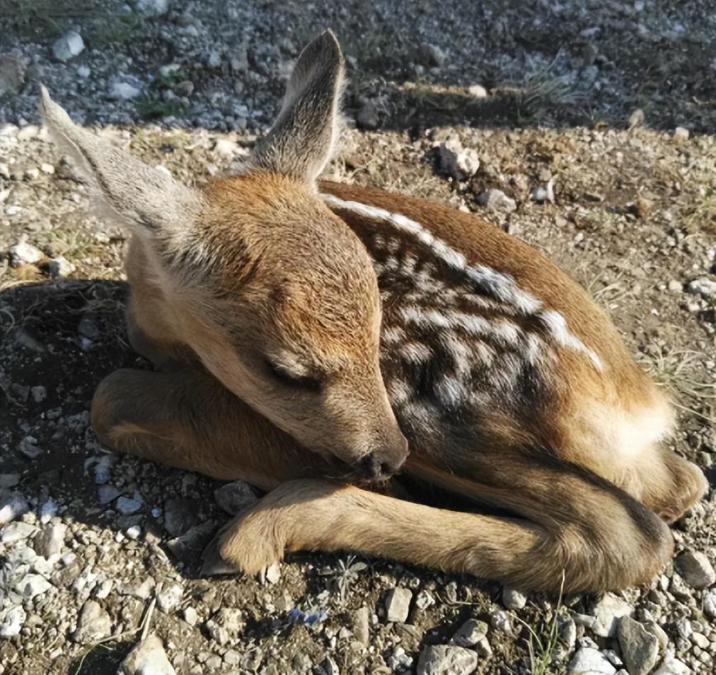 狍子 - 快懂百科