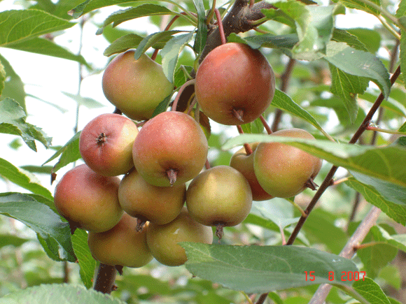 凯尔斯海棠 快懂百科