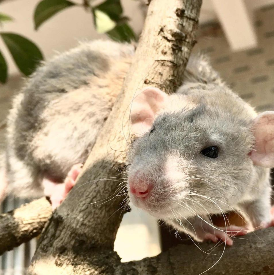 花枝鼠 快懂百科