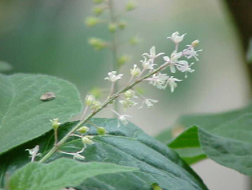 花梨木精油 快懂百科