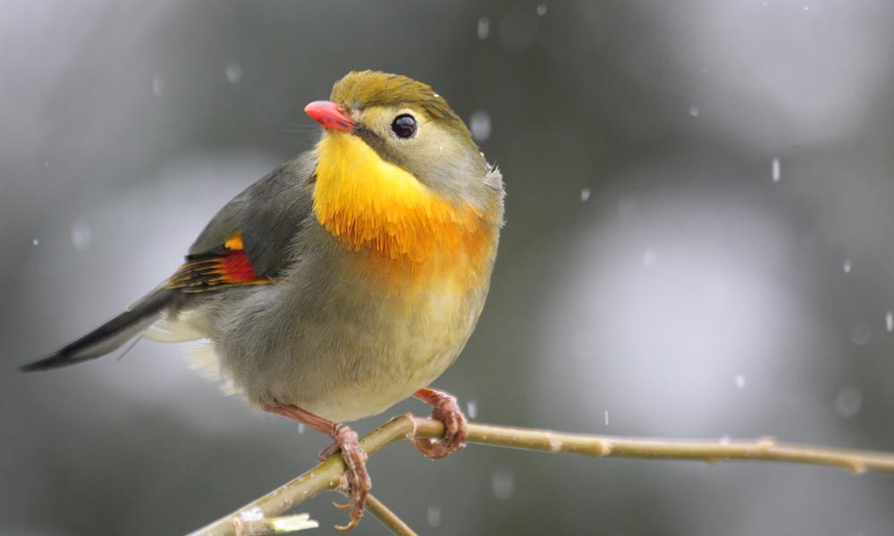 相思雀 快懂百科