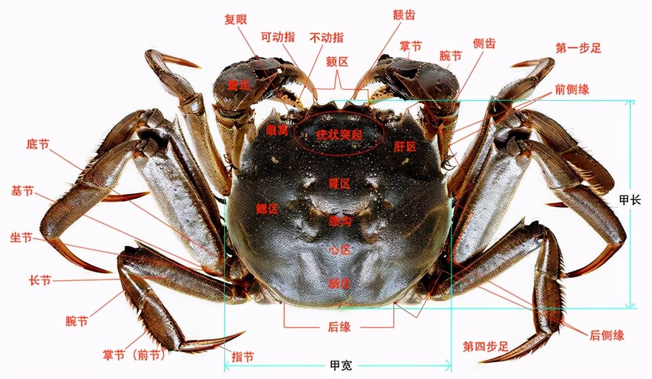 蟹类动物 - 快懂百科