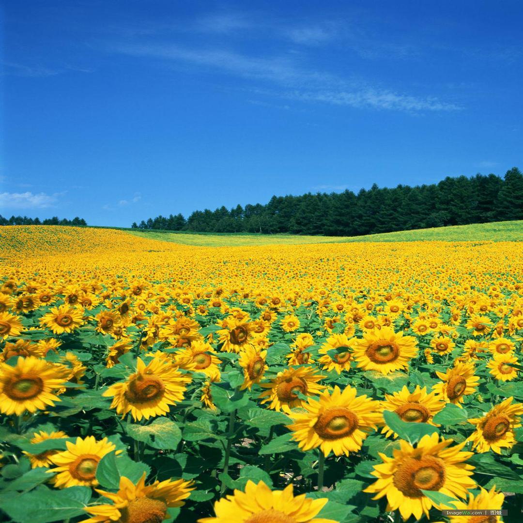 向日葵[菊科向日葵属植物] - 头条百科