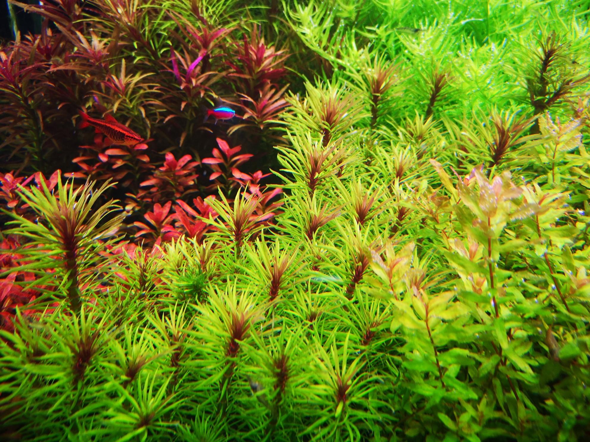 水草养护 快懂百科